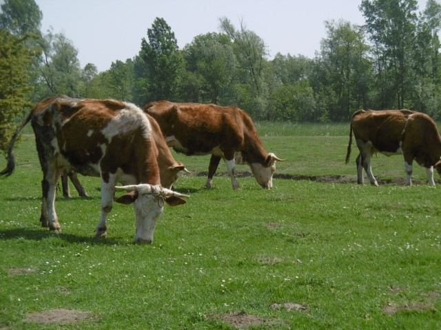 Koeien in beschermd Natuurgebied